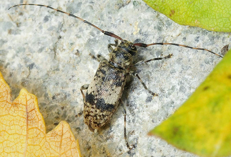 Leiopus nebulosus